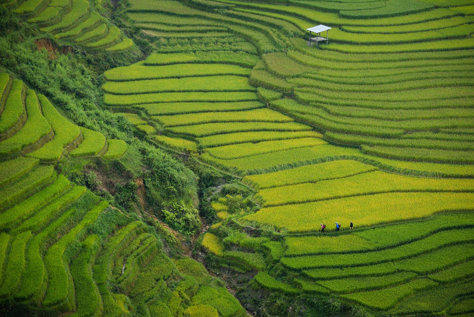 Ruộng bậc thang xanh mướt bên đèo Khau Phạ